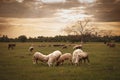 Selective blur on a flock and herd of white sheeps, with short wool, standing and eating in the grass land of a pasture in a Royalty Free Stock Photo