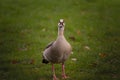 Selective blur on the grey head of an Egyptian Goose curious, staring at the photographer, in a park in Bonn, Germany. called