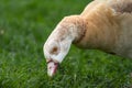 Selective blur on the grey head of an Egyptian Goose grazing, eating grass in rheingarten park in Cologne, Germany. called