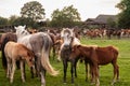 Selective blur on a group, a herd of horses, brown & white at sunset, with some young foals with their mothers in Zasavica, Serbia Royalty Free Stock Photo