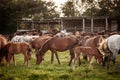 Selective blur on a group, a herd of horses, brown & white at sunset, in Zasavica, Serbia, eating and grazing horse in a Royalty Free Stock Photo