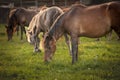 Selective blur on a group, a herd of horses, brown & white at sunset, in Zasavica, Serbia, eating and grazing horse in a Royalty Free Stock Photo
