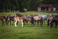 Selective blur on a newborn foal sucking a mare, mother, in a herd of horses, brown & white at sunset in Zasavica, Serbia in a