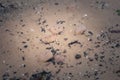 Selective blur on purple jellyfish dying on the sand of a beach of the baltic sea in Jurmala, Latvia, of the aurelia aurita family Royalty Free Stock Photo