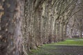 Selective blur on a row of plane trees, an alignment of trunks from the platanus genus, in a public park, in winter