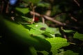 Selective blur on a sarcophaga carnaria, also called the common flesh fly, or the european fly, laying alone on a green leaf, on a Royalty Free Stock Photo