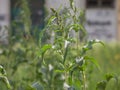 Selective blur on blooming annual ragweed, also called amrbosia or artemisia. it is a pollen flower and plant from the aster Royalty Free Stock Photo