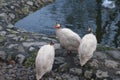 Selective blur on three domesticated guineafowls on a farming yard, also called numida meleagris or pet speckled hens, a poultry Royalty Free Stock Photo