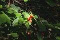 Selective blur on Three red cherries hanging on a tree, surrounded by the green leaves of a cherry tree, during a sunny afternoon