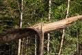 Selective blur on a tree struck by lightning, torn down, with a destroyed trunk, in a forest of hungary, after a strong storm that Royalty Free Stock Photo