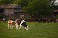 Selective blur on two Holstein frisian cows with their black and white & brown and white fur, grazing and eating grass in a Royalty Free Stock Photo