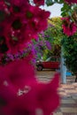 Selective of a classic red car from the flowers of a garden