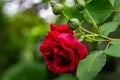 Selective close-up focus of beautiful  big red purple rose in natural sunlight on dark green bokeh background Royalty Free Stock Photo