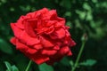 Selective close-up focus of beautiful big red purple rose in natural sunlight on dark green bokeh background. Royalty Free Stock Photo