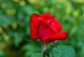 Selective close-up focus of beautiful big red purple rose Red Star in natural sunlight on dark green bokeh background. Royalty Free Stock Photo