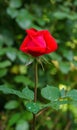 Selective close-up focus of beautiful big red purple rose Red Star in natural sunlight on dark green bokeh background. Royalty Free Stock Photo