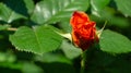 Selective close-up focus of beautiful open light rose Westerland. Selective focus. Lyric motif for design. Flower rose