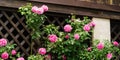 Selective close-up focus of beautiful pink roses in natural sunlight on dark brown wooden lattice background.