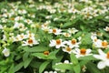 Selective Close Up White or Yellow Colors of Small Zinnia Elegans Flower bloom on green leaves background