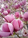 Selective closeup of blooming magnolia (Rustica Rubra) plant