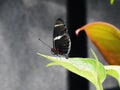 Selective closeup focused shot of a black butterfly on a green-leafed plant with blurred background Royalty Free Stock Photo