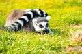 Selective closeup focus of a lemur (Lemuroidea) lying on green grass