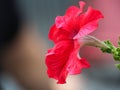 Selective closeup focused shot of a beautiful red-petaled Hawaiian hibiscus flower with green leaves Royalty Free Stock Photo