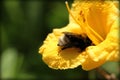 Selective closeup focused shot of a bee collecting nectar on a beautiful yellow-petaled flower Royalty Free Stock Photo