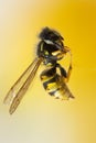 focused shot of bee on yellow background with vertical position