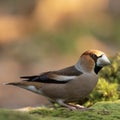 Selective closeup focused shot of a cute little jay standing on the grass with a blurred background Royalty Free Stock Photo