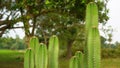Selective closeup of green Cereus cactus Royalty Free Stock Photo