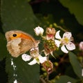 Selective closeup of a Lepidoptera butterfly on a blooming berry shru Royalty Free Stock Photo