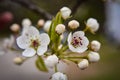 Selective closeup of mayflower (crataegus laevigata) blossom Royalty Free Stock Photo