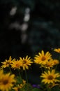 Selective closeup of oxe eye (Heliopsis scabra) flowers in a garden