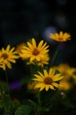 Selective closeup of oxe eye (Heliopsis scabra) flowers in a garden