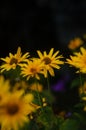 Selective closeup of oxe eye (Heliopsis scabra) flowers in a garden