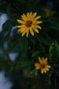 Selective closeup of oxe eye (Heliopsis scabra) flowers in a garden