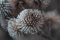 Selective closeup shot of a brown flower with a blurred background Royalty Free Stock Photo