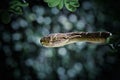 Selective closeup shot of a brown snake on a tree with a blurred background