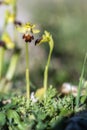 Selective closeup shot of Bumblebee orchid flower on a blurred background Royalty Free Stock Photo