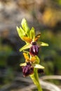 Selective closeup shot of Bumblebee orchid flower on a blurred background Royalty Free Stock Photo
