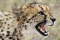 Selective closeup shot of a cheetah with open mouth Royalty Free Stock Photo