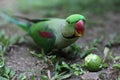 Selective closeup shot of a cute green budgie bird eating a pear in the forest Royalty Free Stock Photo