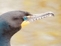 Selective closeup shot of double-crested cormorant near the water during daytime Royalty Free Stock Photo