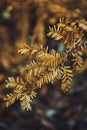 Selective closeup shot of a dry leafed plant on a blurry background