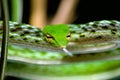 Selective closeup shot of a green snake with its tongue out Royalty Free Stock Photo