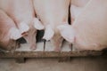 Selective closeup shot of a group of pink pigs eating