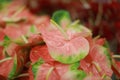 Selective closeup shot of pink and green anthurium flowers Royalty Free Stock Photo