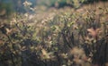 Selective closeup shot of plants with small green and orange leaves Royalty Free Stock Photo