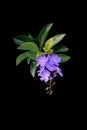 Selective closeup shot of purple petaled flowers with green leaves on a black background Royalty Free Stock Photo